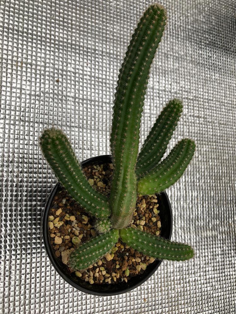 ダイソーサボの投稿画像 By ふみみんさん 白檀と多肉植物とウィークエンドタニラーとサボテン科と観葉植物とウィークエンドサボラーとダイソー出身とトリコケレウス属 18月10月27日 Greensnap グリーンスナップ