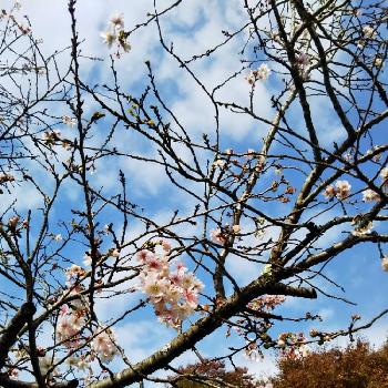 秩父ミューズパークの画像 by 山法師さん | お出かけ先と十月桜と秩父ミューズパーク