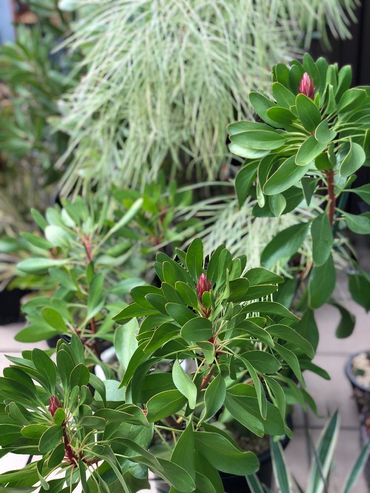 つぼみの投稿画像 By Erieriさん 植中毒とネイティブプランツとオーストラリア ネイティヴプランツと花のある暮らしとオージープランツとプロテア リトルプリンスとキングプロテアリトルプリンスと小さな庭と南アフリカ原産とつぼみと植中毒とネイティブプランツと