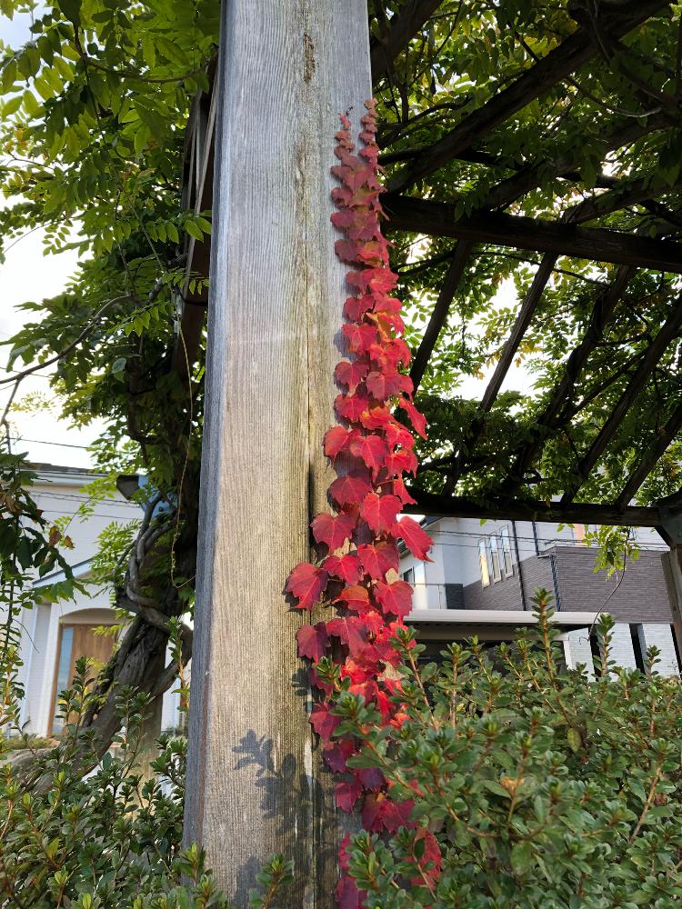 ツタの葉っぱの投稿画像 By Yoshimiさん 花のある暮らしとみどりのある暮らしとつる性植物と秋紅葉 18月10月27日 Greensnap グリーンスナップ