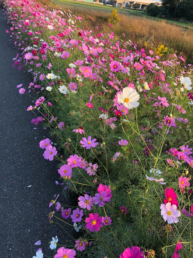 コスモスの投稿画像 By まんまドーラさん 無修正と一面の花と植中毒と秋色と癒し と花のある暮らしと秋の花 18月10月27日 Greensnap グリーンスナップ