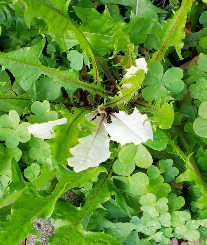 タンポポ アザミ の投稿画像 By 熊みたいな熊さん 草植系男子とタニラーと雑草と斑入り葉っぱと珍奇植物とタニク初心者 18月10月27日 Greensnap グリーンスナップ