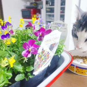 ビオラ,エディブルフラワー,花のある暮らし,植中毒,エディブルフラワー♡の画像