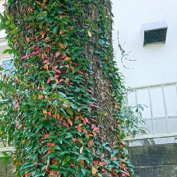 蔦の葉、の画像 by yasuchanさん | お出かけ先とクモの巣と蔦の葉、と散歩道