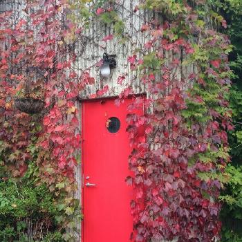 蔦の紅葉、の画像 by よちこさん | お出かけ先と蔦の紅葉、と朝の散歩