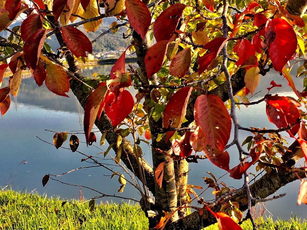 桜の葉っぱの投稿画像 By えみちゃんさん 土手道と秋ですね と朝陽を浴びてと紅葉 こうよう 18月10月28日 Greensnap グリーンスナップ