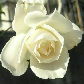 キーコ′s ガーデンの画像 by キーコさん | 広い庭とバラ アイスバーグとHTCと薔薇愛同盟と北の大地北海道と台風21号被災者応援と花のある暮らしと頑張れ♡えっことキーコ′s ガーデン