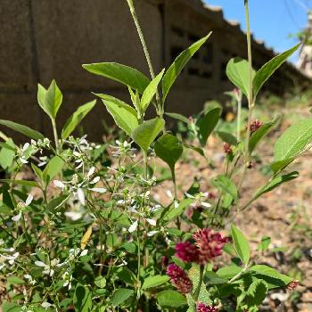 千紅花火 ヒユ科の投稿画像一覧 Greensnap グリーンスナップ