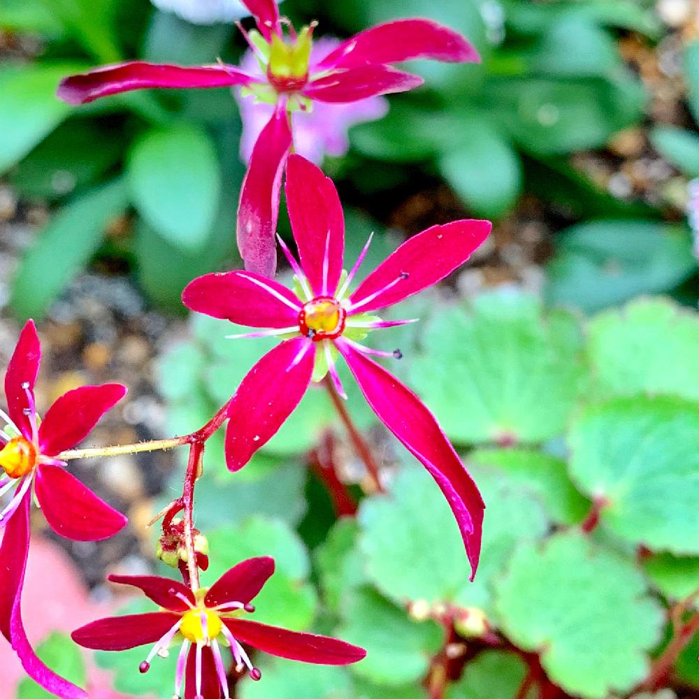 ダイモンジソウの投稿画像 By Pt Yamahiroさん テラスとスマホ撮影と赤色の花と山野草と花壇とフラワーとマイガーデンとgs映えと植中毒と我が家の花壇とお花畑 と我が家の庭と花好きとガーデニングと珍奇植物と花のある暮らしとお花とお花好きと 秋を感じる フォト