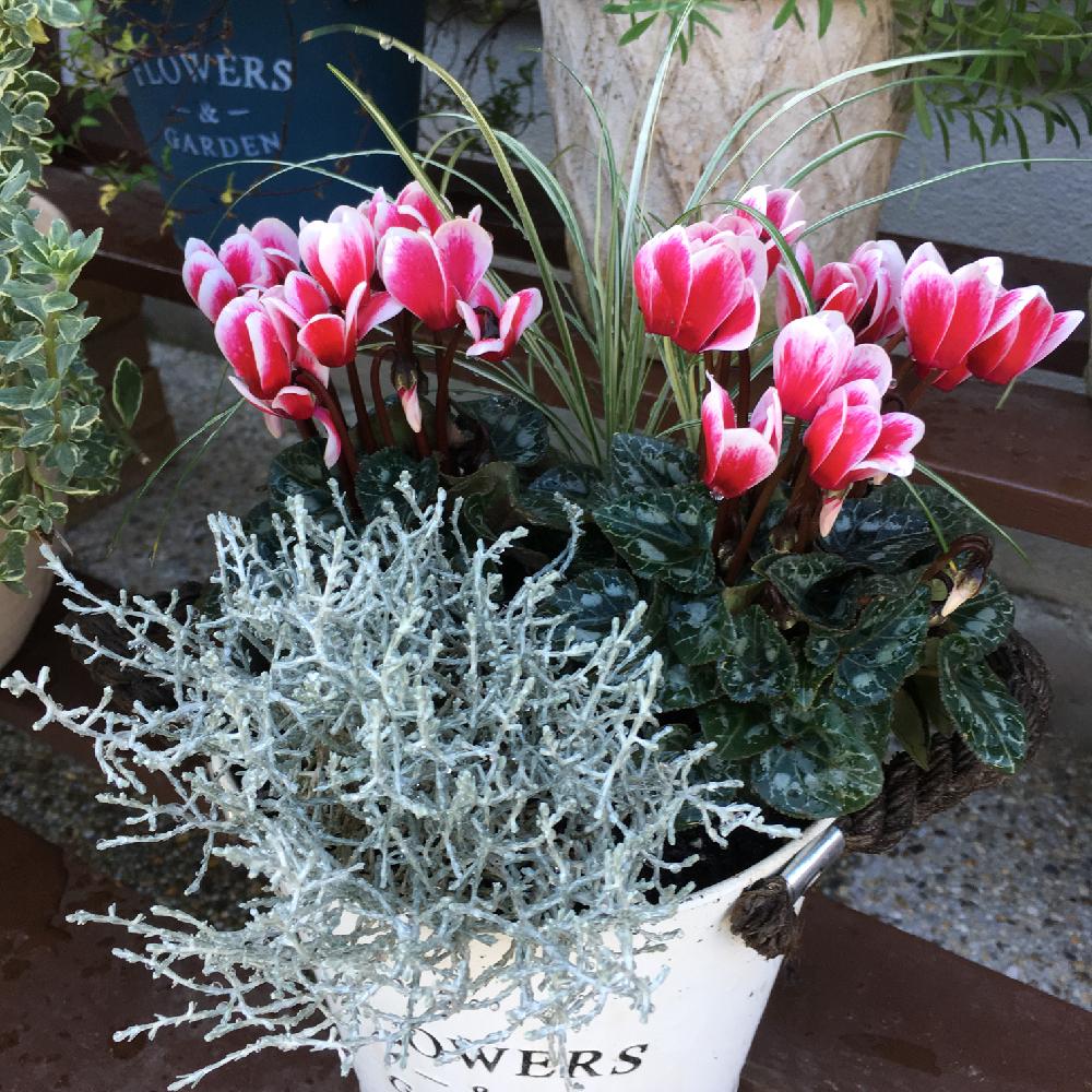 カロケファルス プラチーナの投稿画像 By りりこさん ガーデンシクラメンとハクリュウとやっぱり可愛いね と軽井沢育ちガーデンシクラメン と赤い花と花のある暮らしとガーデンシクラメン 寄せ植えとガーデンシクラメン と 秋を感じる フォトコンテストと緑の カロケファルス プラチーナの投稿画像 By りりこさん ガーデンシクラメンとハクリュウとやっぱり可愛いね と軽井沢育ちガーデンシクラメン と赤い花と花のある暮らしとガーデンシクラメン 寄せ植えとガーデンシクラメン と 秋を感じる フォトコンテストと緑の