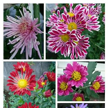 ピンクの菊の投稿画像一覧 Greensnap グリーンスナップ