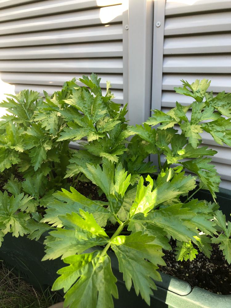セロリの投稿画像 By かっこさん プランター野菜とセロリ といい天気 と初心者です と家庭菜園奮闘日記 18月10月28日 Greensnap グリーンスナップ