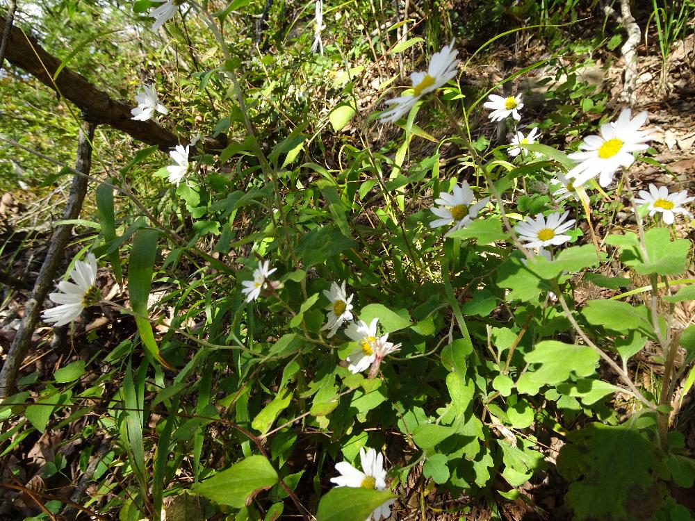 リュウノウギクの投稿画像 By Trekkさん 竜脳菊と山野草と10月の花と高川山付近とキク科と秋のお花 18月10月29日 Greensnap グリーンスナップ