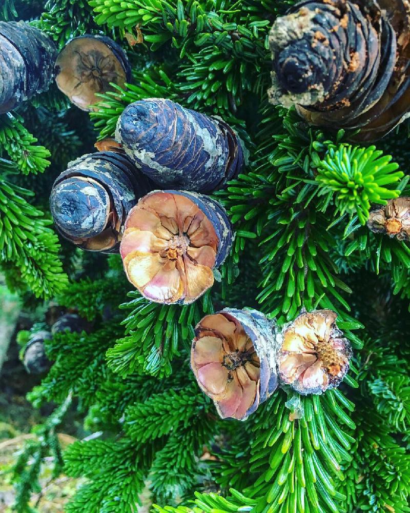 シラビソの投稿画像 By せんちょうさん ハイキング 登山とハイキング 登山 18月10月29日 Greensnap グリーンスナップ Greensnap グリーンスナップ