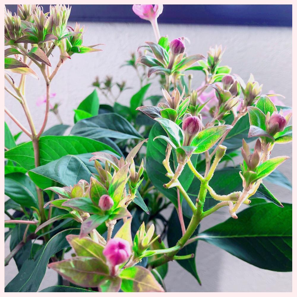 花のある暮らしの投稿画像 By りばさん ニオイザクラ とニオイザクラ アッサムニオイザクラ 18月10月29日 Greensnap グリーンスナップ