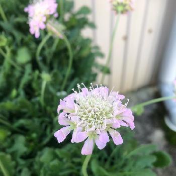 スカビオサ ピンクグリーンの投稿画像一覧 Greensnap グリーンスナップ