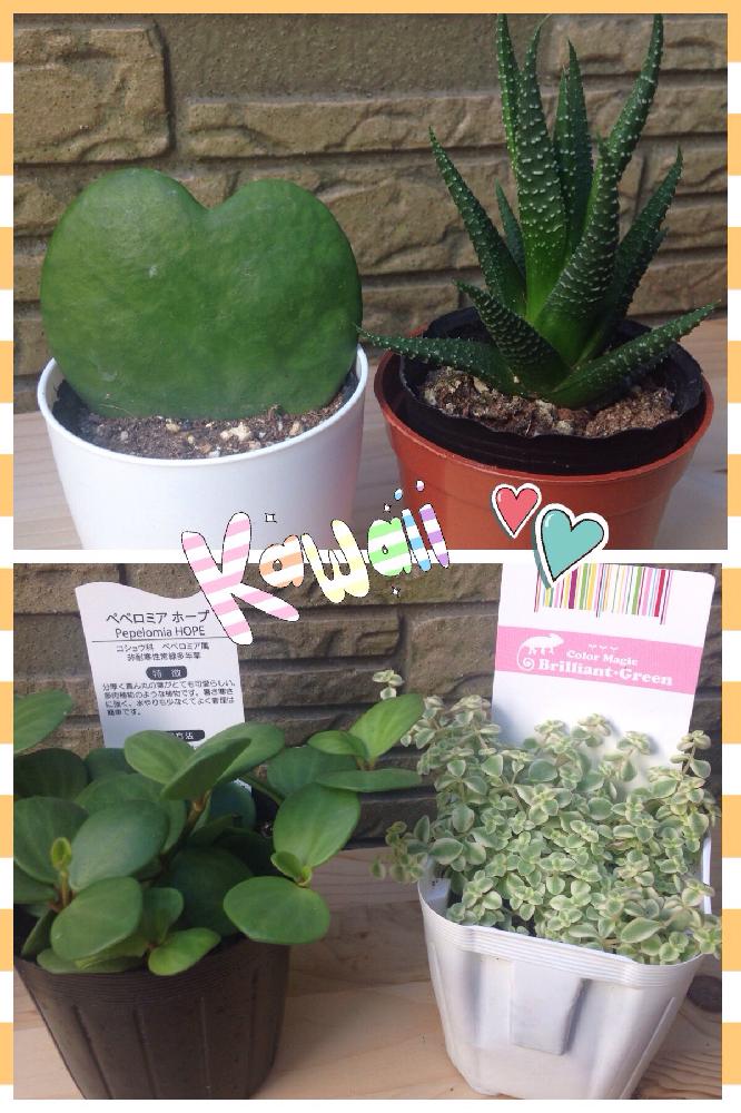 ラブハートの投稿画像 By うめたろさん ジュウニノマキとペペロミア ホープとリトルミッシーと3coinsと観葉植物 18月10月29日 Greensnap グリーンスナップ