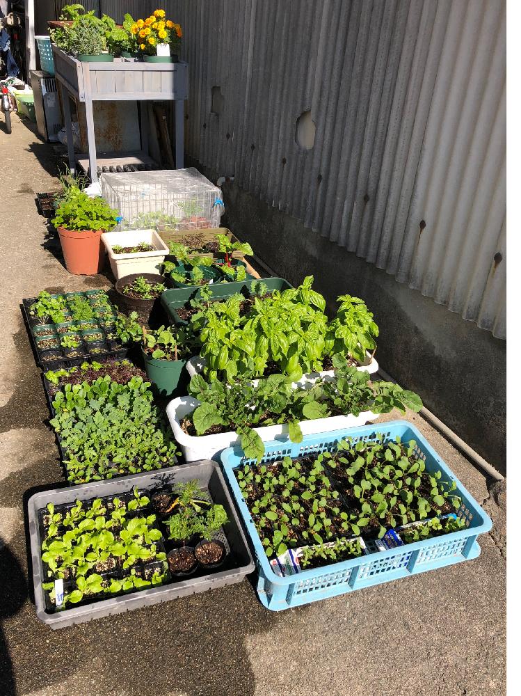 プランター菜園の投稿画像 By なっちさん 種まきと家庭菜園と土はリサイクルとハーブと牛乳パック とレイズドベッドとジフィーポット 18月10月 29日 Greensnap グリーンスナップ