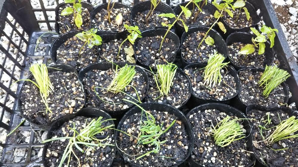 春に向けてのハーブの手入れ Greensnap グリーンスナップ