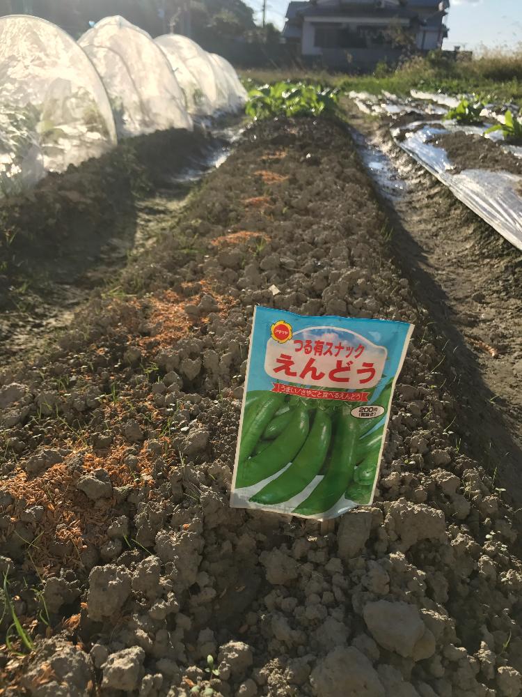 エンドウ豆の栽培 18 19 Greensnap グリーンスナップ