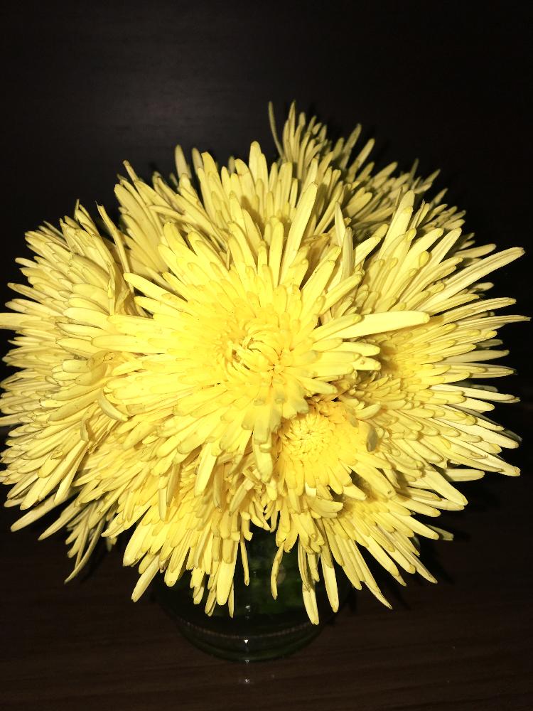 食用菊の投稿画像 By ダイアナ さん 挑戦と強いと自然にと可愛い とブーケときいろいお花と花のある暮らしと黄色いキク 18月10月29日 Greensnap グリーンスナップ
