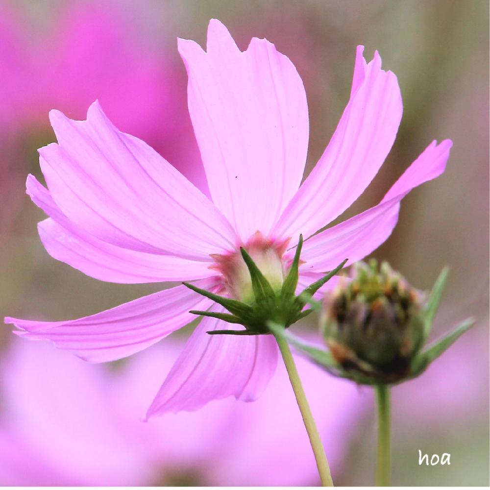 コスモスの投稿画像 By Hoaさん 季節の花と秋コスモスと花のある暮らしとかわいいな と 秋を感じる フォトコンテスト 18月10月29日 Greensnap グリーンスナップ