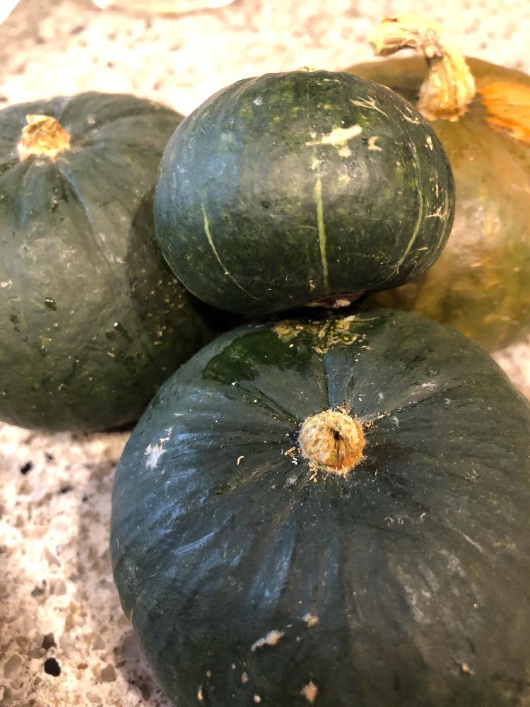 かぼちゃの育て方 栽培 プランターでも収穫できる 受粉や実を甘くするコツは Greensnap グリーンスナップ
