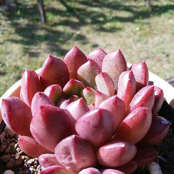 赤色多肉さんの投稿画像一覧 Greensnap グリーンスナップ