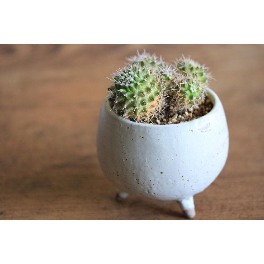 サボテン マミラリアの投稿画像 By Jillさん サボテンと多肉植物とマミラリアとじるのサボテン とgs映えとgs日和と今日の一枚とマミラリア属と珍奇植物とビザールプランツとsucculentと手作り鉢とオリジナル鉢と陶器鉢とじるの自作鉢と自作鉢と 植木鉢 18月10月29日