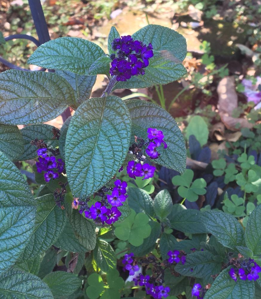 季節の花を楽しむの投稿画像 By Motominさん 秋を感じるとシソ科と紫がキレイと花のある暮らしとヘリオトロープ 18月10月30日 Greensnap グリーンスナップ