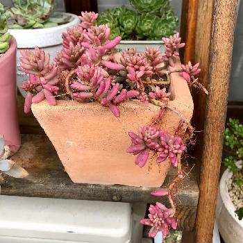 オーロラ姫の投稿画像一覧 Greensnap グリーンスナップ