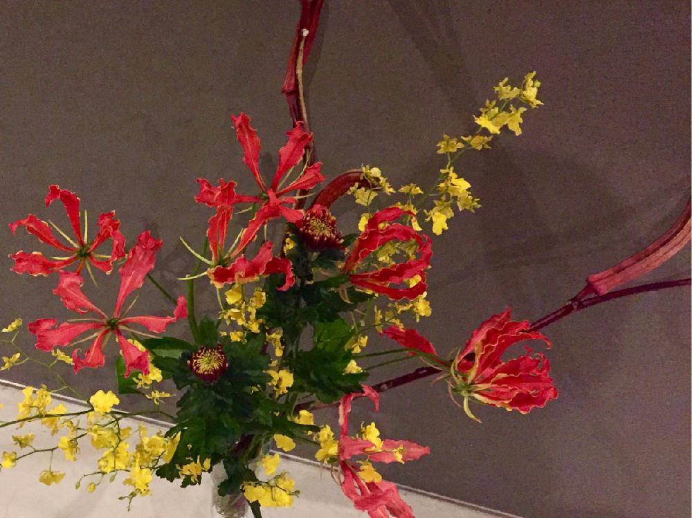 グロリオサの投稿画像 By さくらこさん オンシジウムとキクとオクラと花のある暮らしと切り花とエントランスと花のある暮らしと切り花 18月10月30日 Greensnap グリーンスナップ Greensnap グリーンスナップ