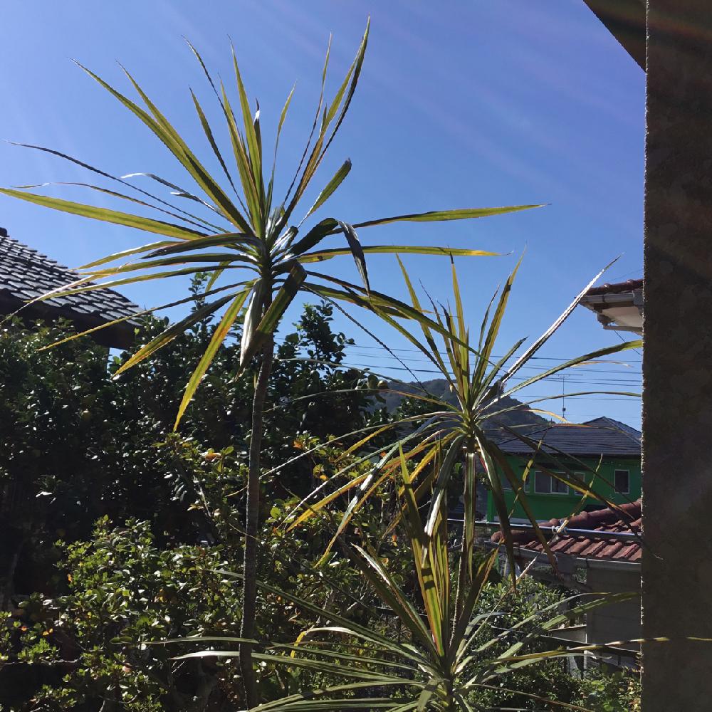 ドラセナコルジリネの投稿画像 By ちょこさん 花のある暮らしと観葉植物と秋の風景と青空 2018月10月30日 Greensnap グリーンスナップ