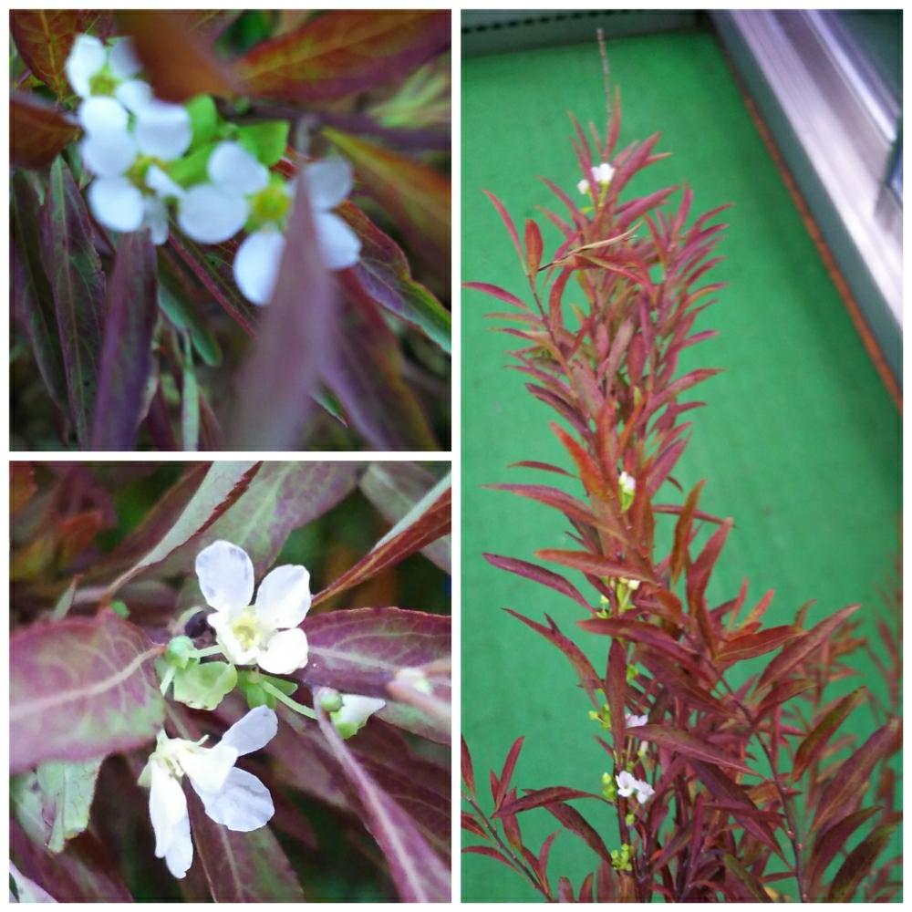 白い花の投稿画像 By 木染 奎さん 赤い葉と紅葉雪柳と職場 18月10月30日 Greensnap グリーンスナップ