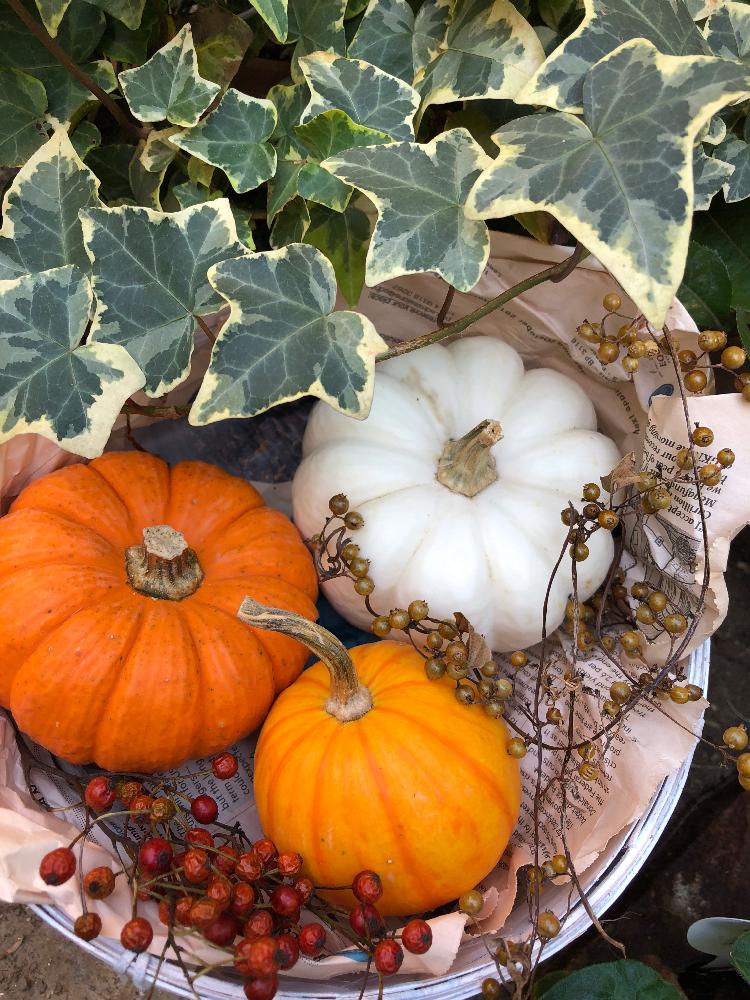 ヘクソカズラの茶色い実の投稿画像 By みどりさん ローズヒップとアイビーとオモチャカボチャとカボチャ カスペリータとカスペリータと小さい秋見つけたと植中毒とキラッキラ と花のある暮らしと 秋を感じる フォトコンテストとバルコニスト 18月10月30日