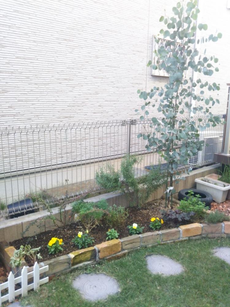 ローズマリーの投稿画像 By Micoさん ユーカリポポラスとよく咲くスミレと3年目と黄色と白色とオレンジ色と花壇 18月10月30日 Greensnap グリーンスナップ