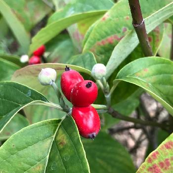 ハナミズキの花芽の投稿画像一覧 Greensnap グリーンスナップ