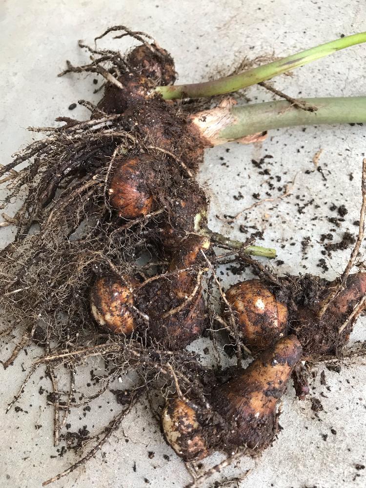 里芋の投稿画像 By 赤毛のアンさん 花のある暮らしとプランターで野菜 18月10月30日 Greensnap グリーンスナップ