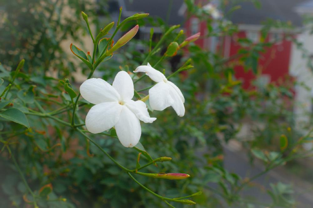 ジャスミン ホワイトプリンセスの投稿画像 By ぽかぽかなおさん 花のある暮らしとガーデニングとお花と花壇 18月10月30日 Greensnap グリーンスナップ