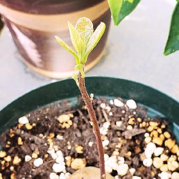 ワニナシ属の投稿画像一覧 Greensnap グリーンスナップ