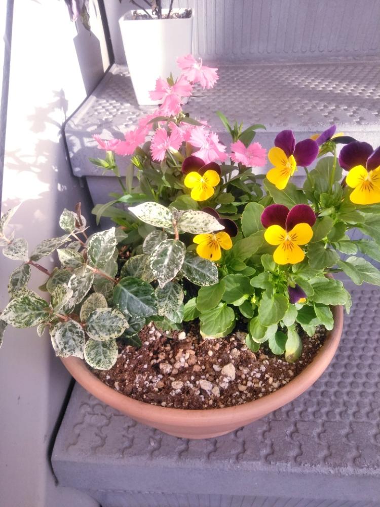 ビオラの投稿画像 By Forestさん ハツユキカズラとナデシコと一目惚れと寄せ植えと初心者とゆっくり まったりと花のある暮らしと玄関と班入りと一目惚れと寄せ植えと初心者とゆっくり まったりと花のある暮らしと班入り 18月10月31日 Greensnap グリーンスナップ