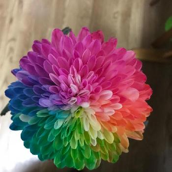 レインボーマムの投稿画像一覧 Greensnap グリーンスナップ