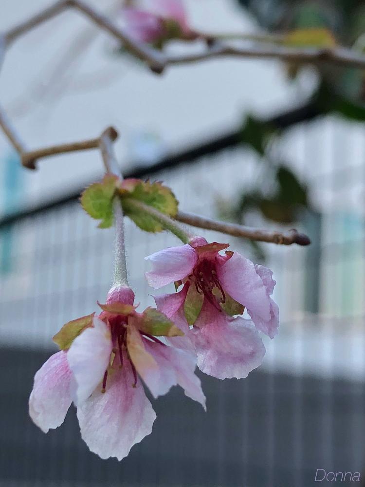 さくら サクラ 桜の投稿画像 By ドナさん かわいい としぞーか勢とがんばる と台風の置き土産と花のある暮らし 18月10月31日 Greensnap グリーンスナップ