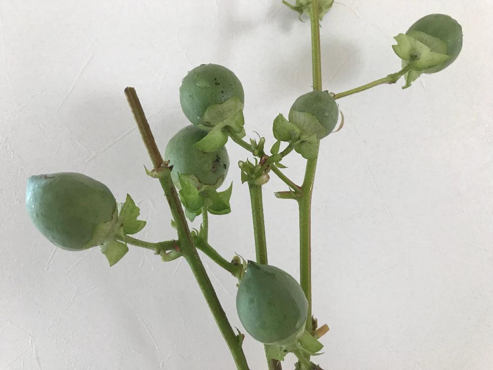 洋綿の投稿画像 By Miさん 洋綿の実と綿の木とワタとコットンとコットンフラワーと部屋と綿の実と綿の成長記録と綿の栽培と綿の収穫と綿の実と綿 の成長記録と綿の栽培と綿の収穫 18月10月31日 Greensnap グリーンスナップ Greensnap グリーンスナップ