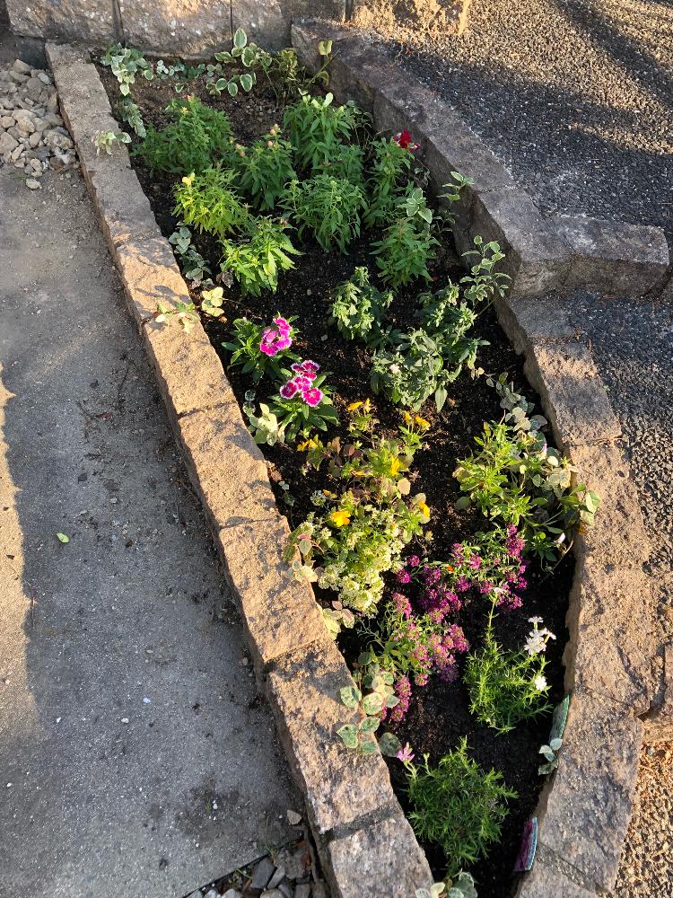 門柱横の花壇 Greensnap グリーンスナップ