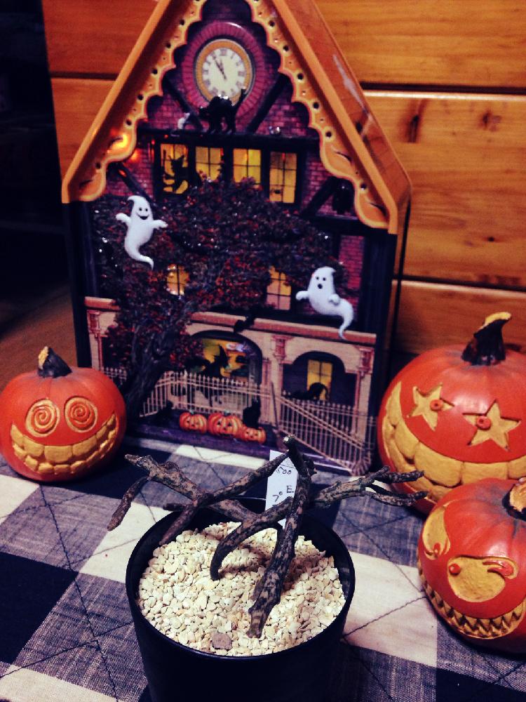 ハロウィンアレンジ フォトコンテスト18の投稿画像 By 王蟲 おうむ さん ハロウィンとハッピーハロウィン 18とgs映えとゾンビプランツとユーフォルビア属 と珍奇植物とユーフォルビアとハロウィン装飾とプラティクラダと枯れ木とハロウィン雑貨 18月10月31日