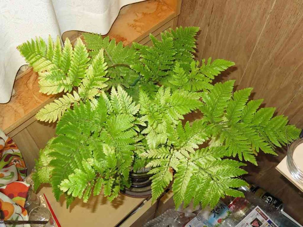 沖縄県産、タカワラビ、キンモウコウ特大サイズ - 植物/観葉植物