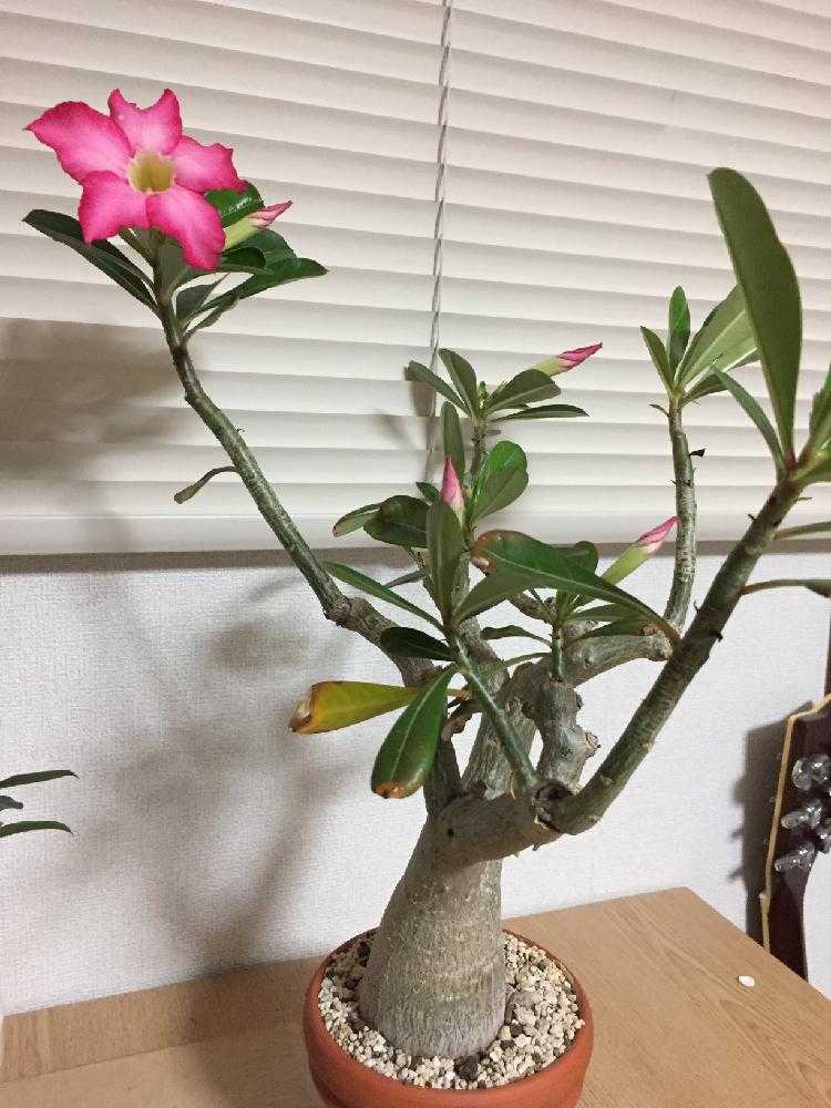 花言葉は 一目惚れ Greensnap グリーンスナップ