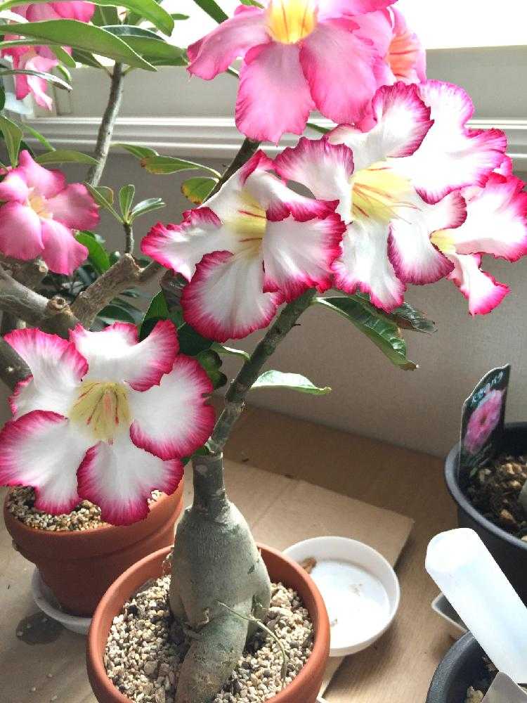 花言葉は 一目惚れ Greensnap グリーンスナップ