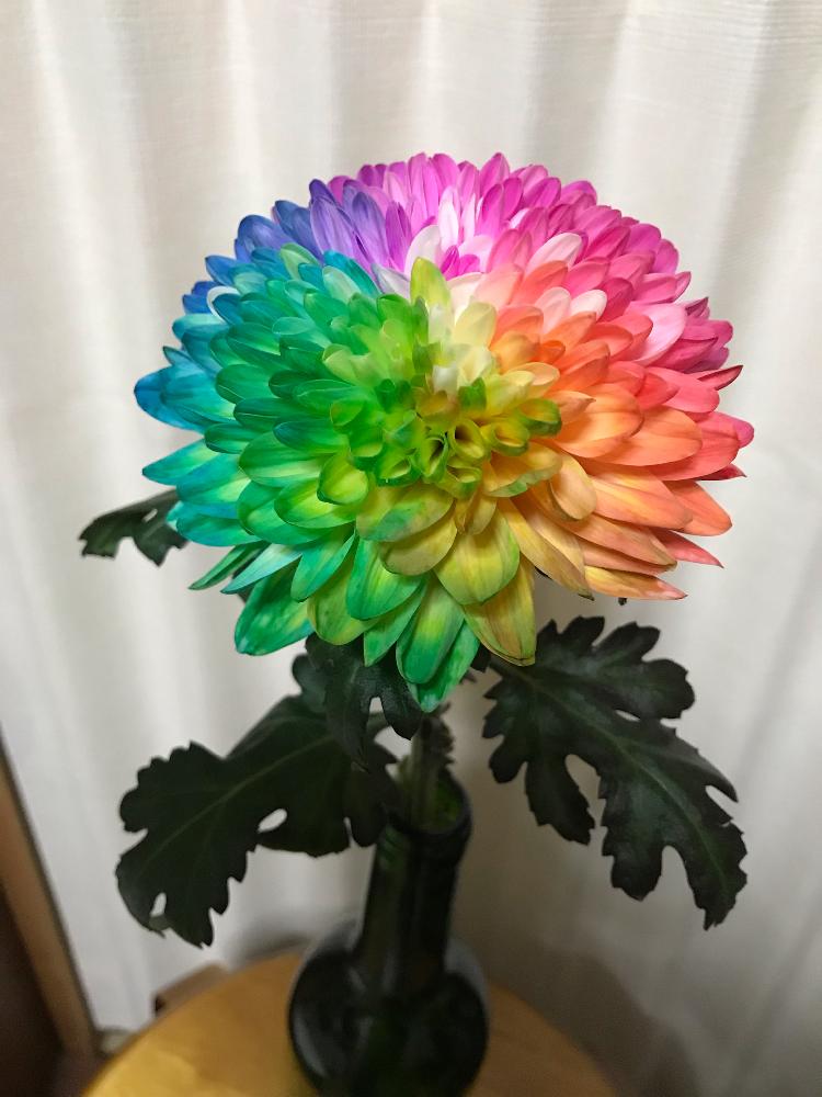 菊の花 の投稿画像 By まめたんさん ハッピーハロウィン18とハロウィンとこんなところに発見 とたのしみ とレインボーマムとお出かけ先とハッピーハロウィン18とハロウィンとこんなところに発見とたのしみ 18月10月31日 Greensnap グリーンスナップ